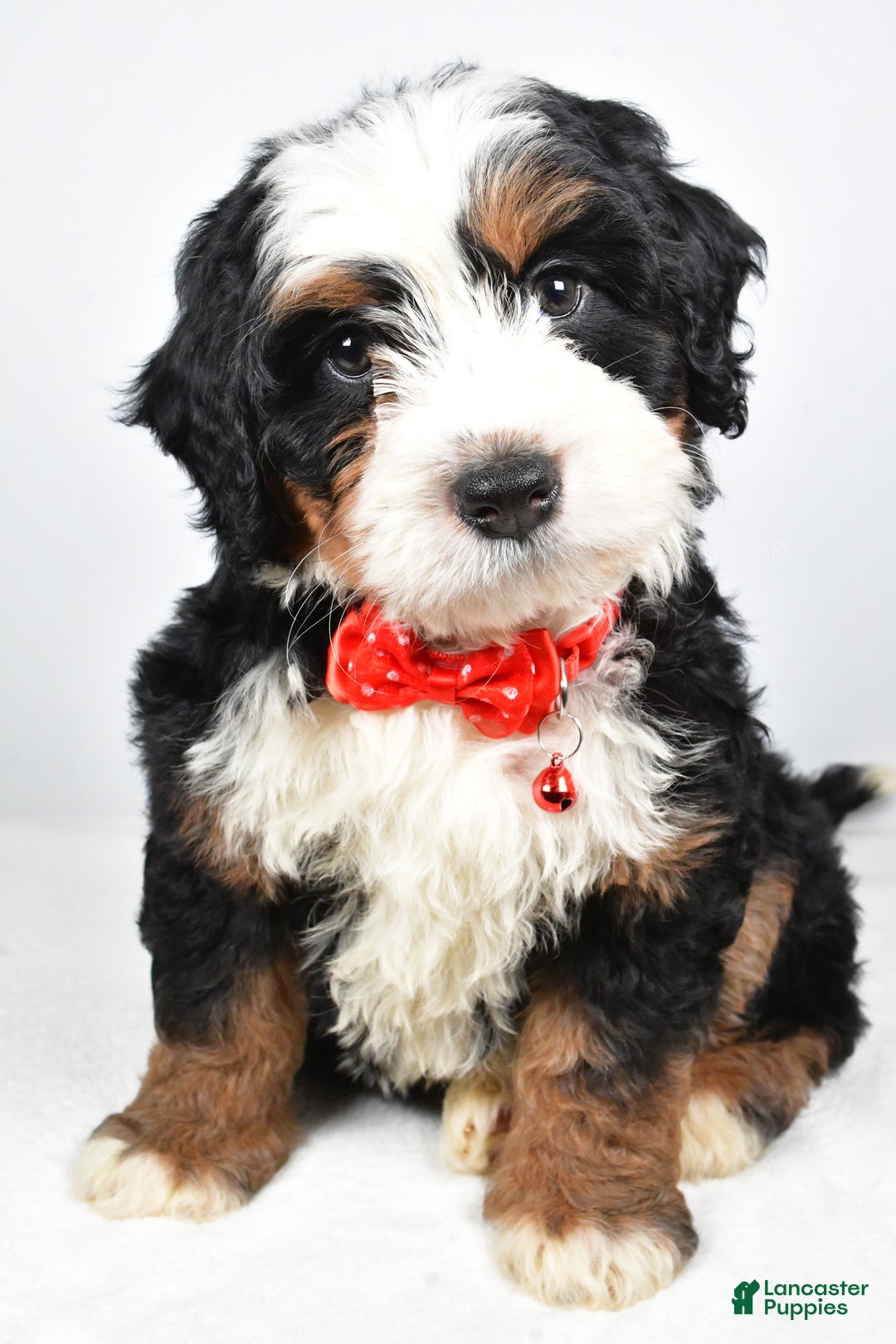 Mixed Breed dogs for sale: Cole - Ad 7