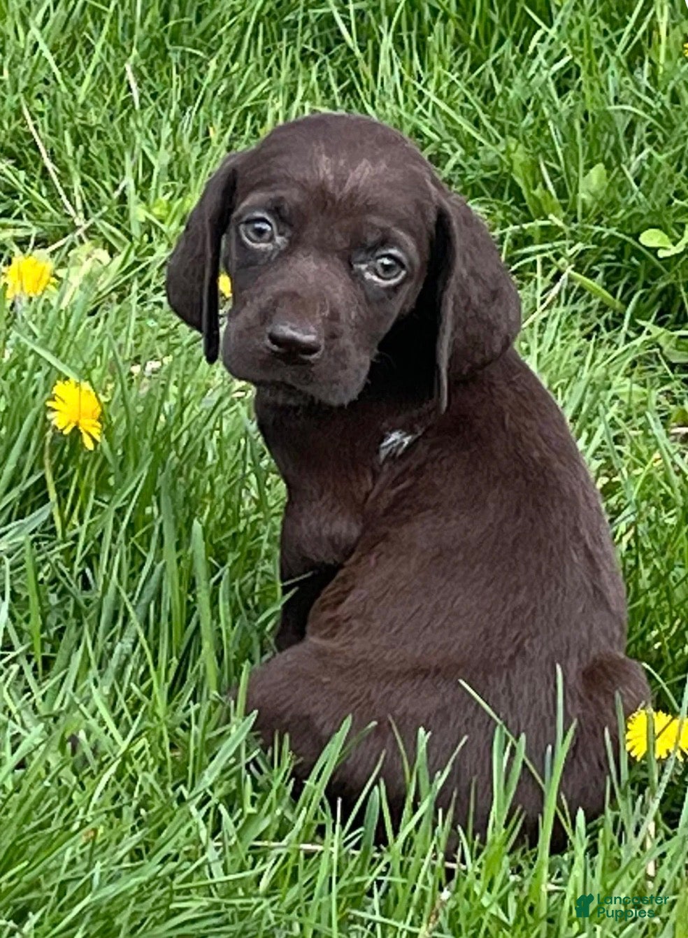 German Shorthaired Pointer dogs German Shorthaired Pointer Puppy 3 - Ad 1