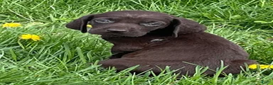 German Shorthaired Pointer Puppy 3