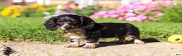 Dachshund dogs for sale: Daisy - Ad 3