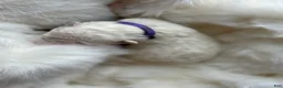 Samoyed dogs for sale: Purple - Ad 4
