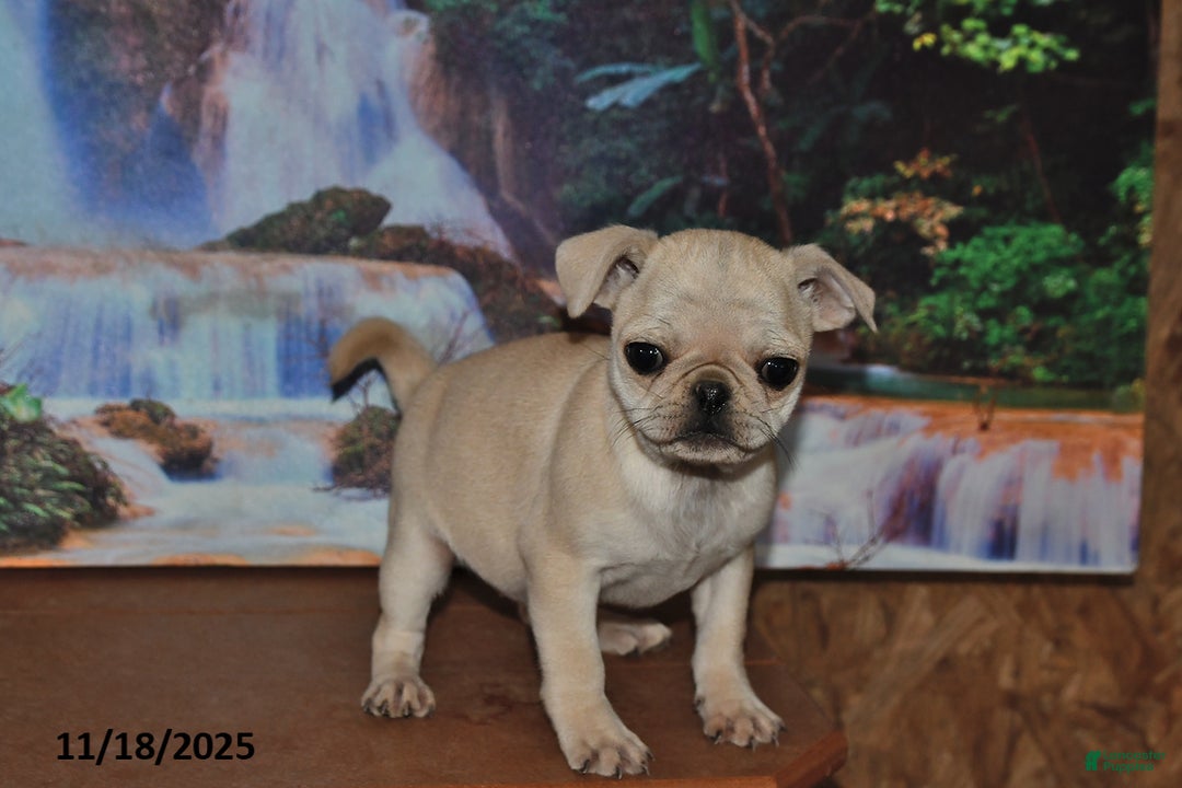 Pug dogs for sale: Rosie - Ad 4