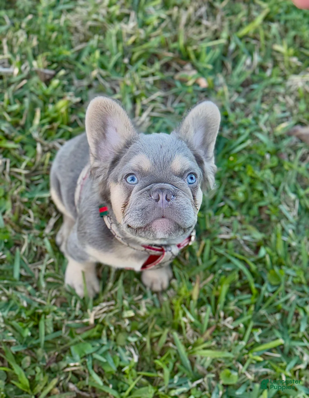 French Bulldog dogs for sale: French Bulldog Puppy 4 - Ad 5