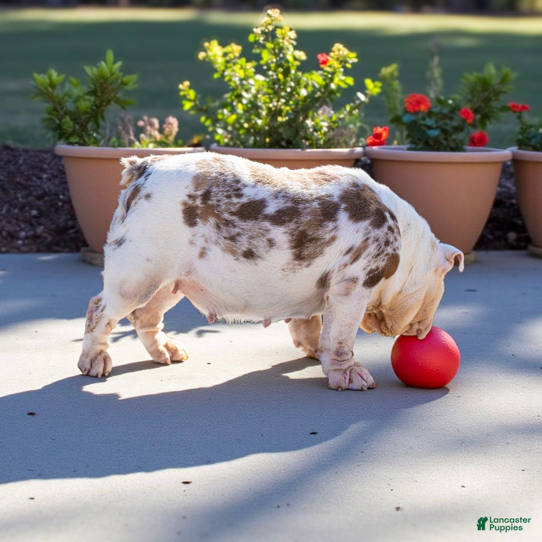 English Bulldog dogs for sale: Pearl - Ad 7