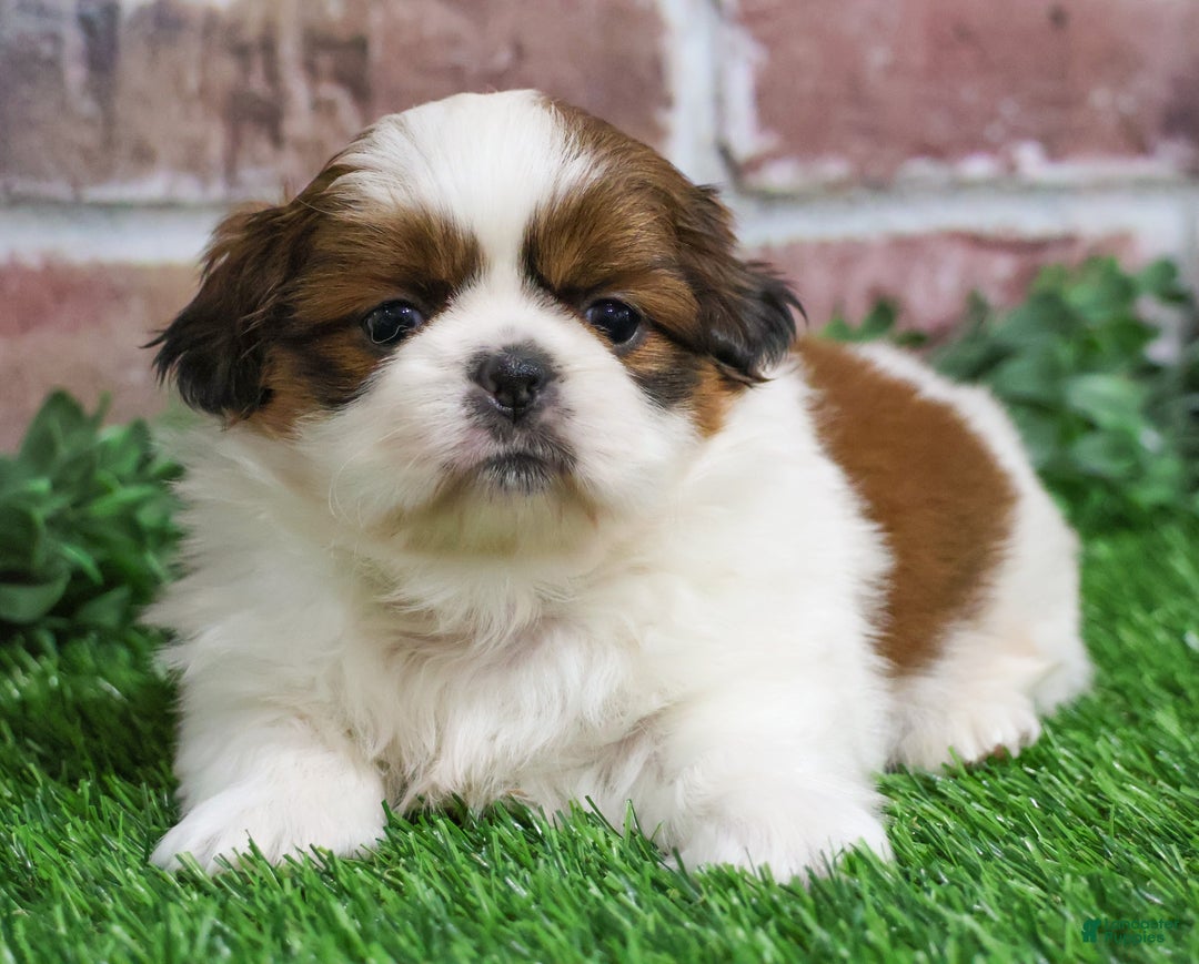 Shih Tzu dogs for sale: Barnaby  - Ad 6