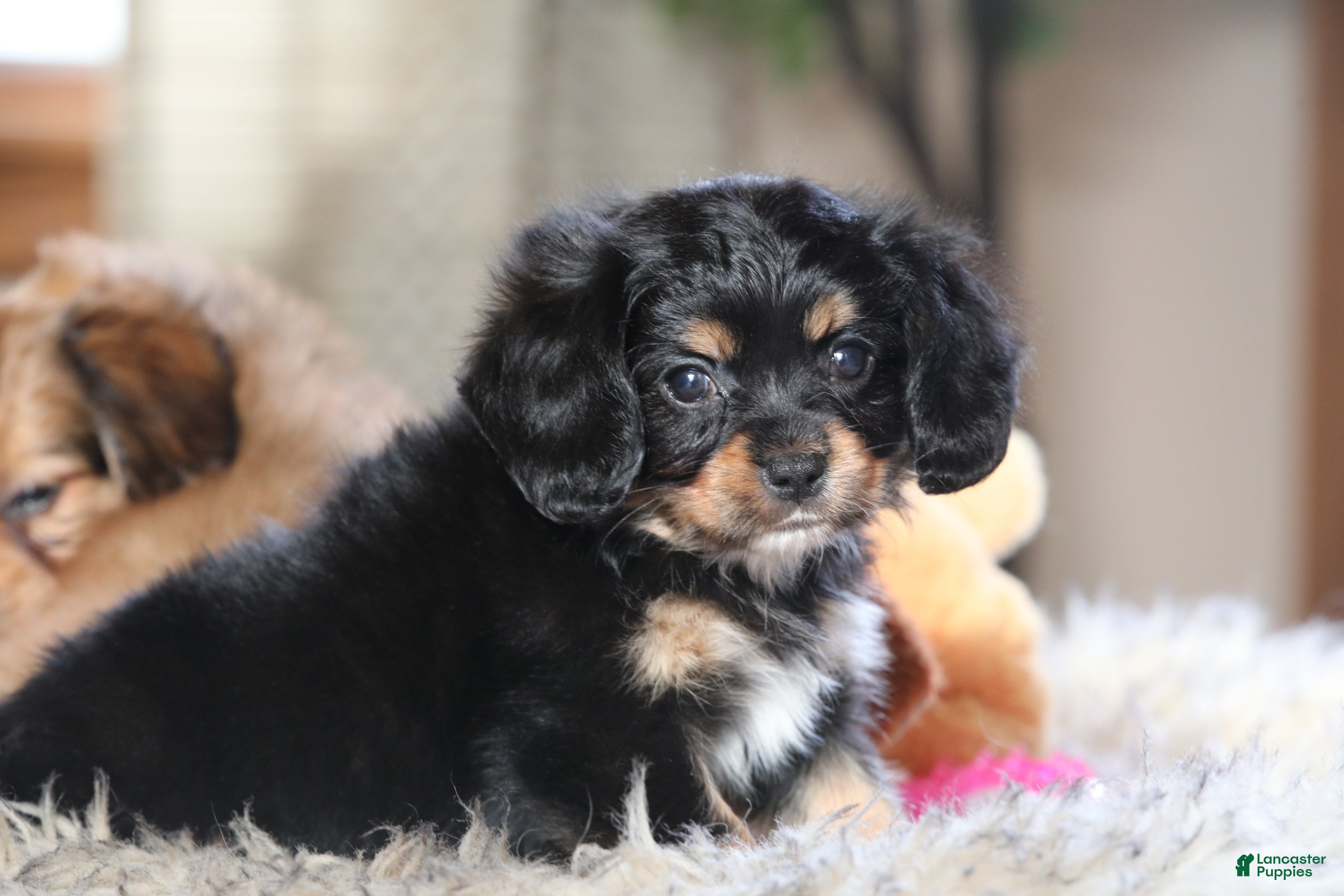 Mixed Breed dogs Cavalon Midnight - Ad 9