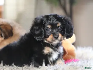 Mixed Breed dogs Cavalon Midnight - Ad 5