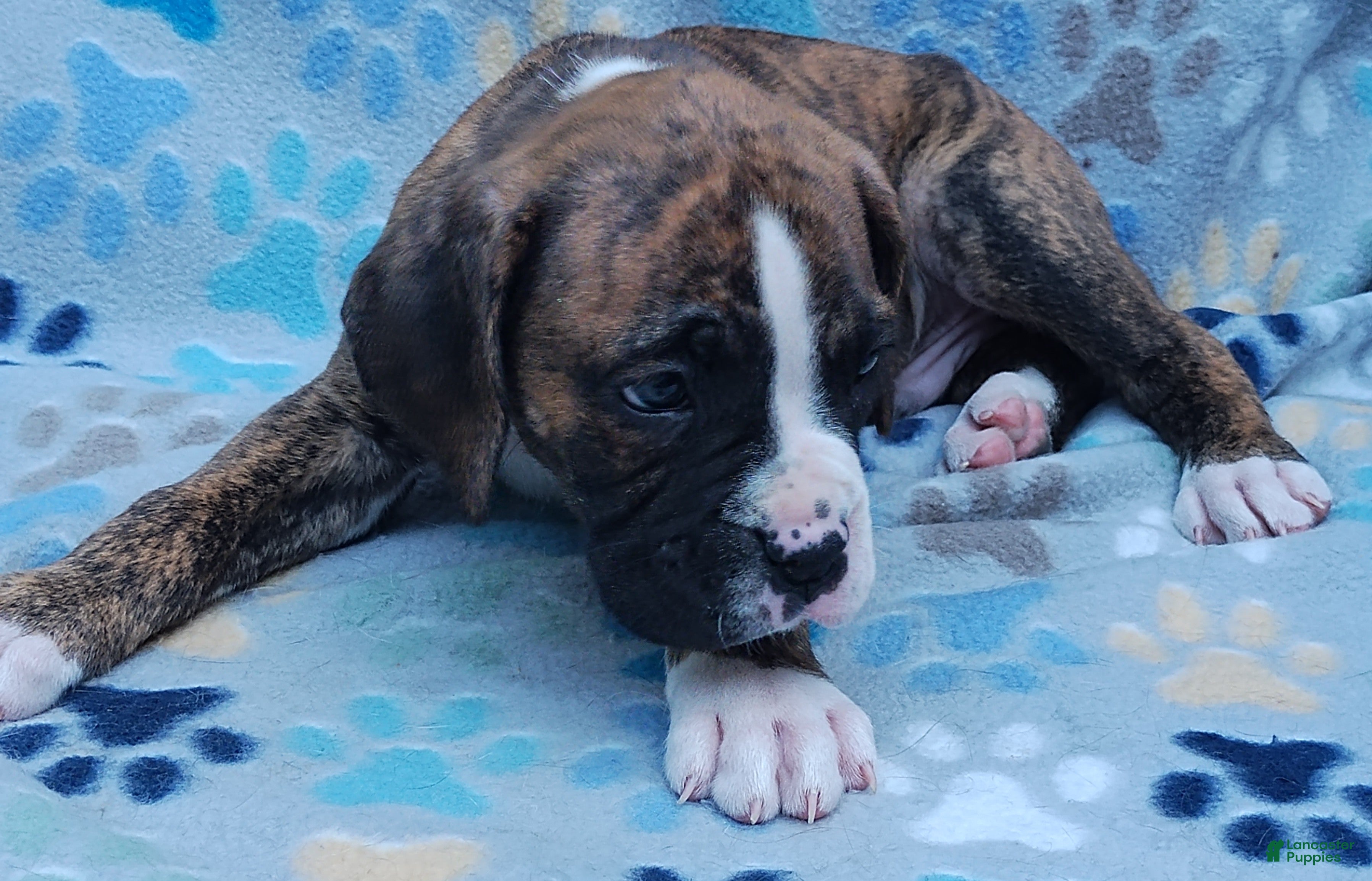 Boxer dogs Boxer Puppy 4 - Ad 5