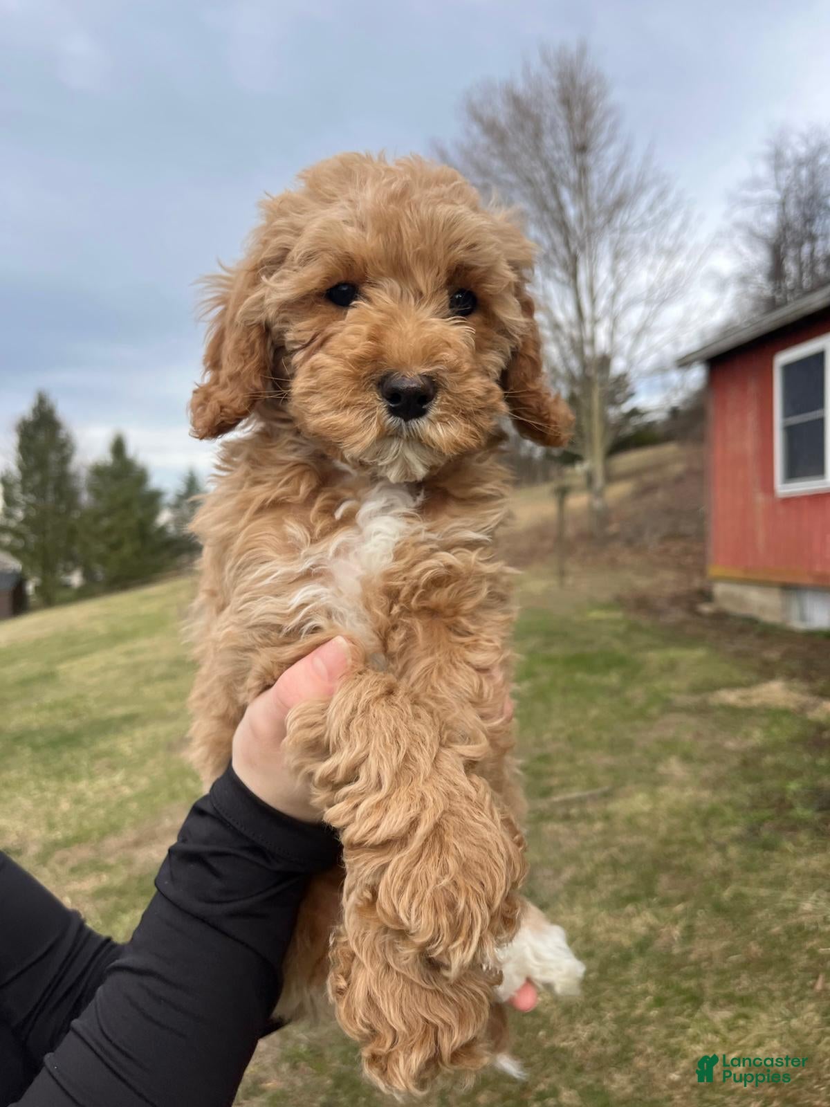 Cavapoo dogs Elsa - Ad 2