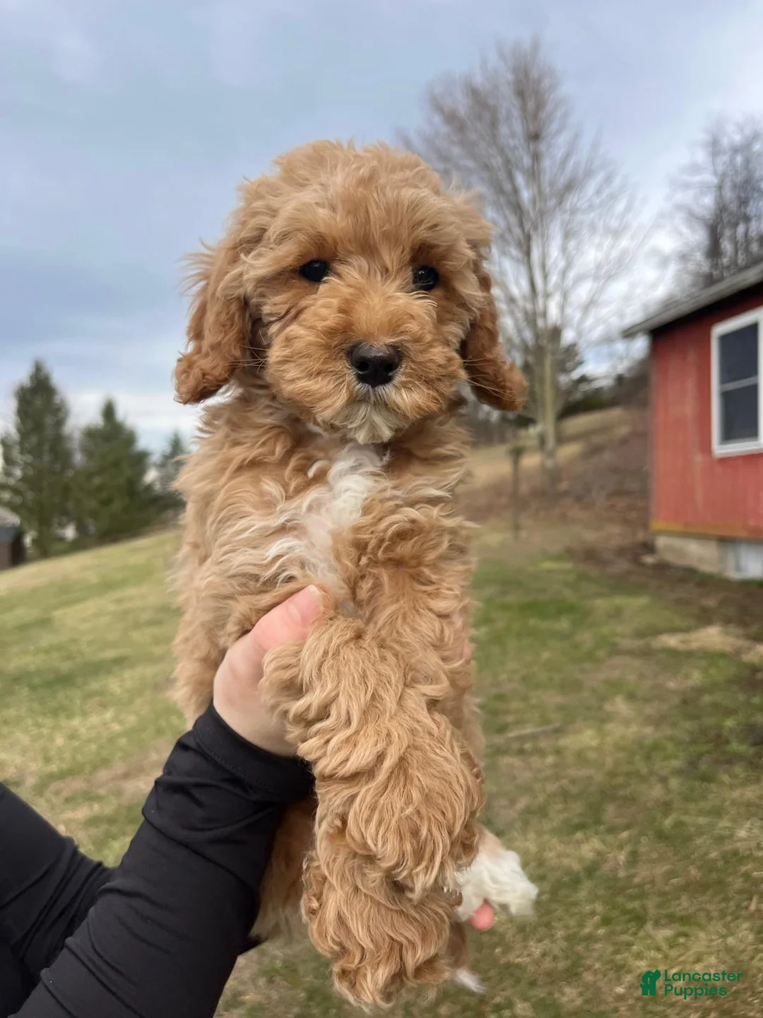 Cavapoo dogs for sale: Elsa - Ad 2