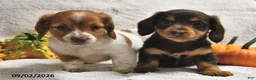 Miniature Dachshund dogs for sale: Dixie  - Ad 5
