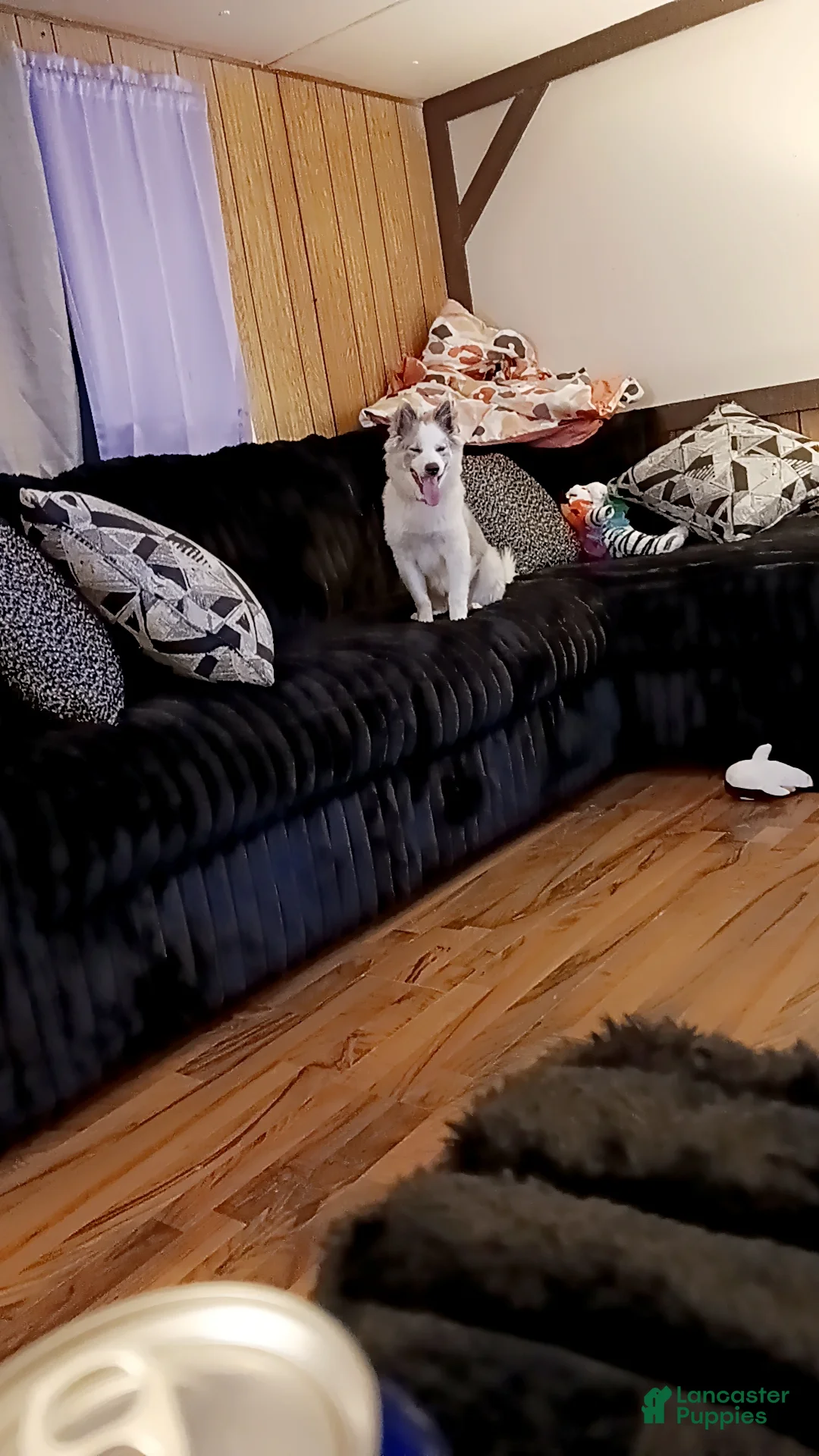 Mixed Breed dogs for sale: Mixed Breed Puppy 3 - Ad 3