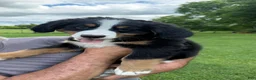Bernese Mountain Dog dogs for sale: Duke - Ad 4