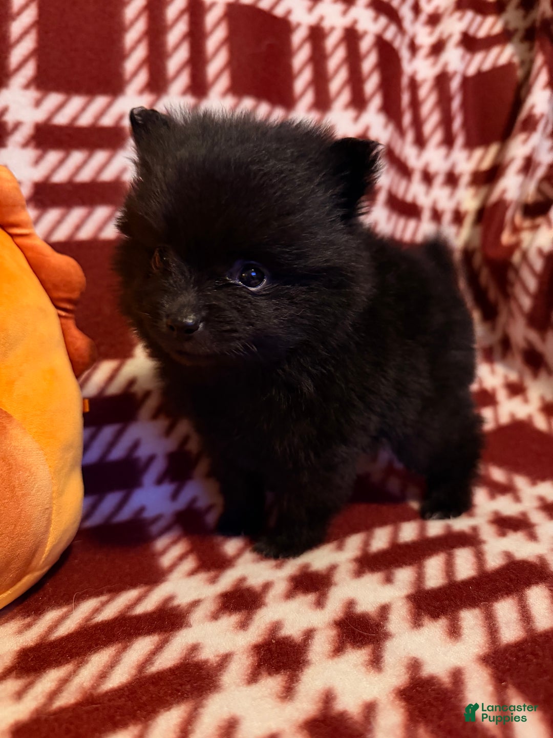 Pomeranian dogs for sale: Nanners - Ad 2