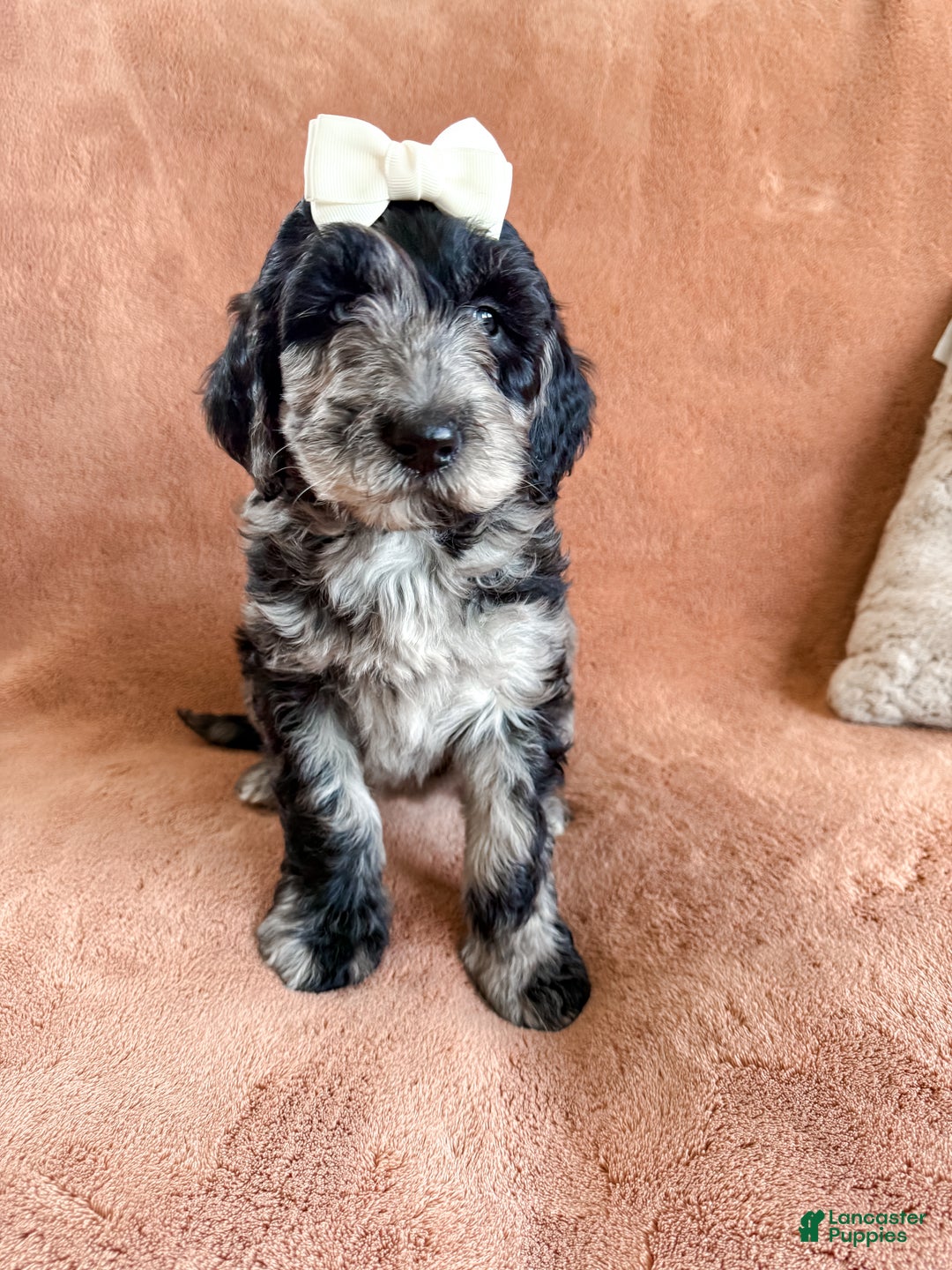Aussiedoodle dogs for sale: Jasmine - Ad 2