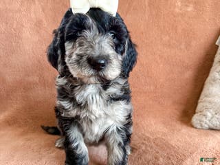 Aussiedoodle dogs Jasmine - Ad 36