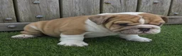 English Bulldog dogs for sale: Diesel - Ad 6