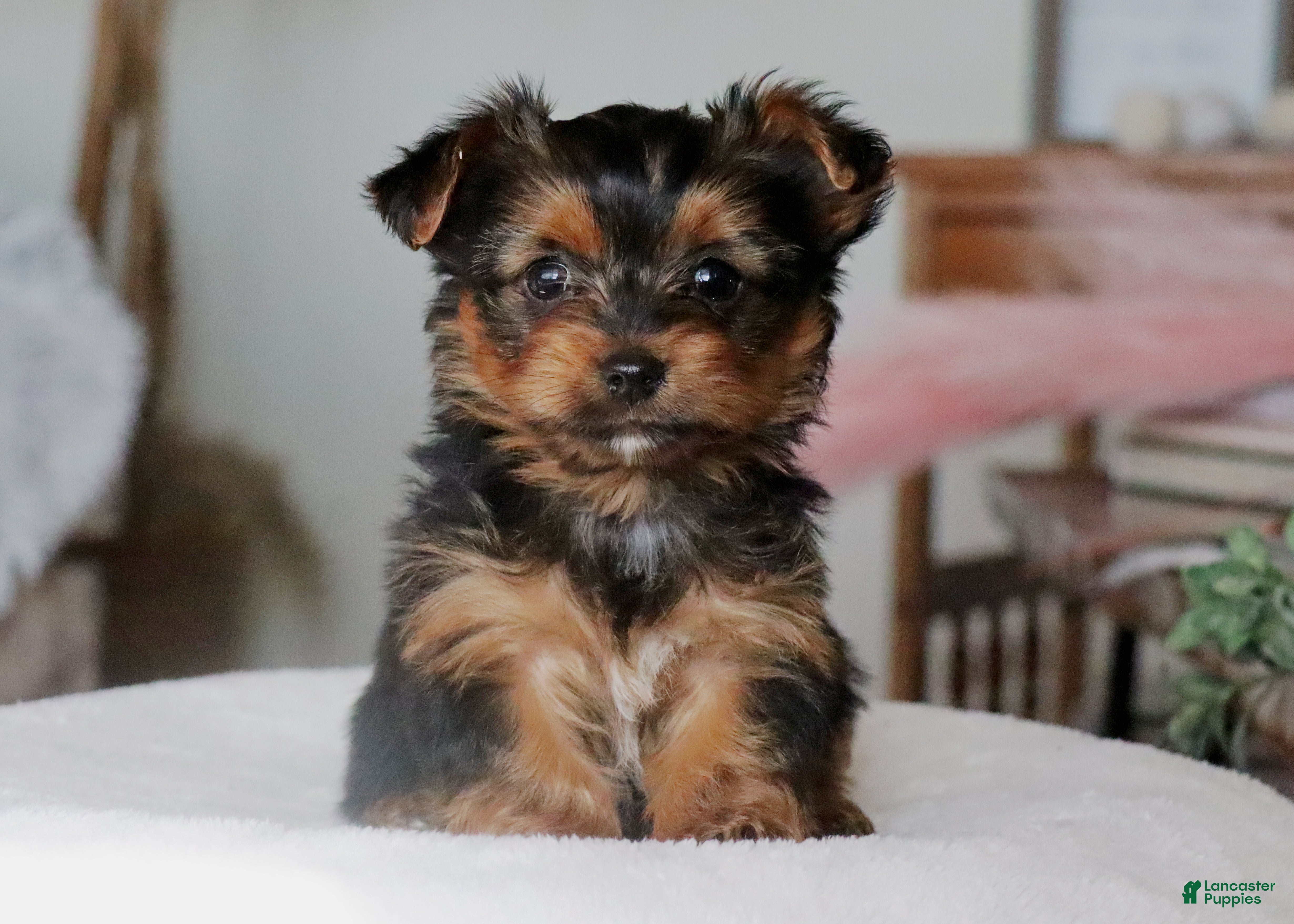 Yorkshire Terrier dogs Riley - Ad 2
