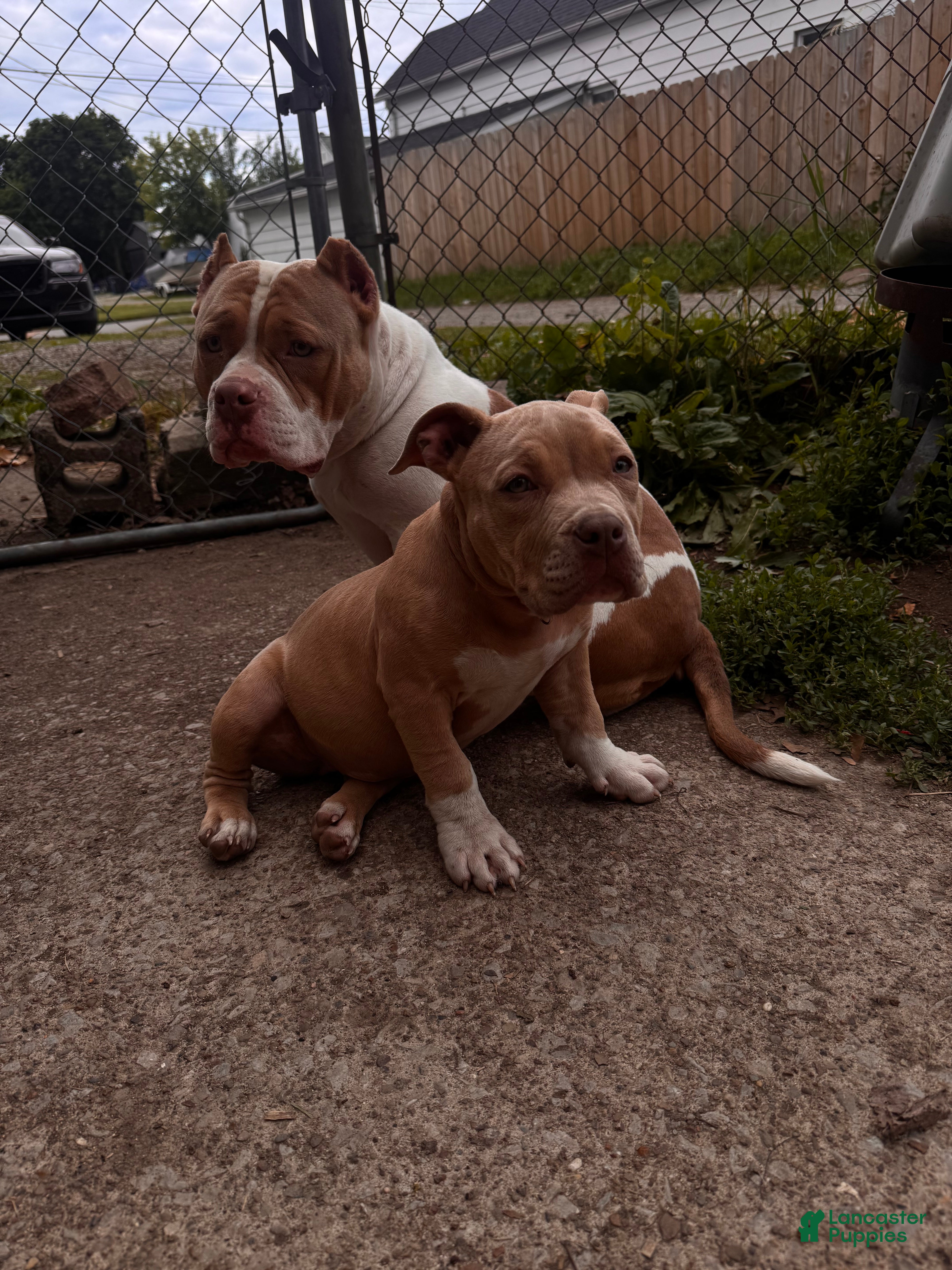 American Bully dogs American Bully Puppy 4 - Ad 1