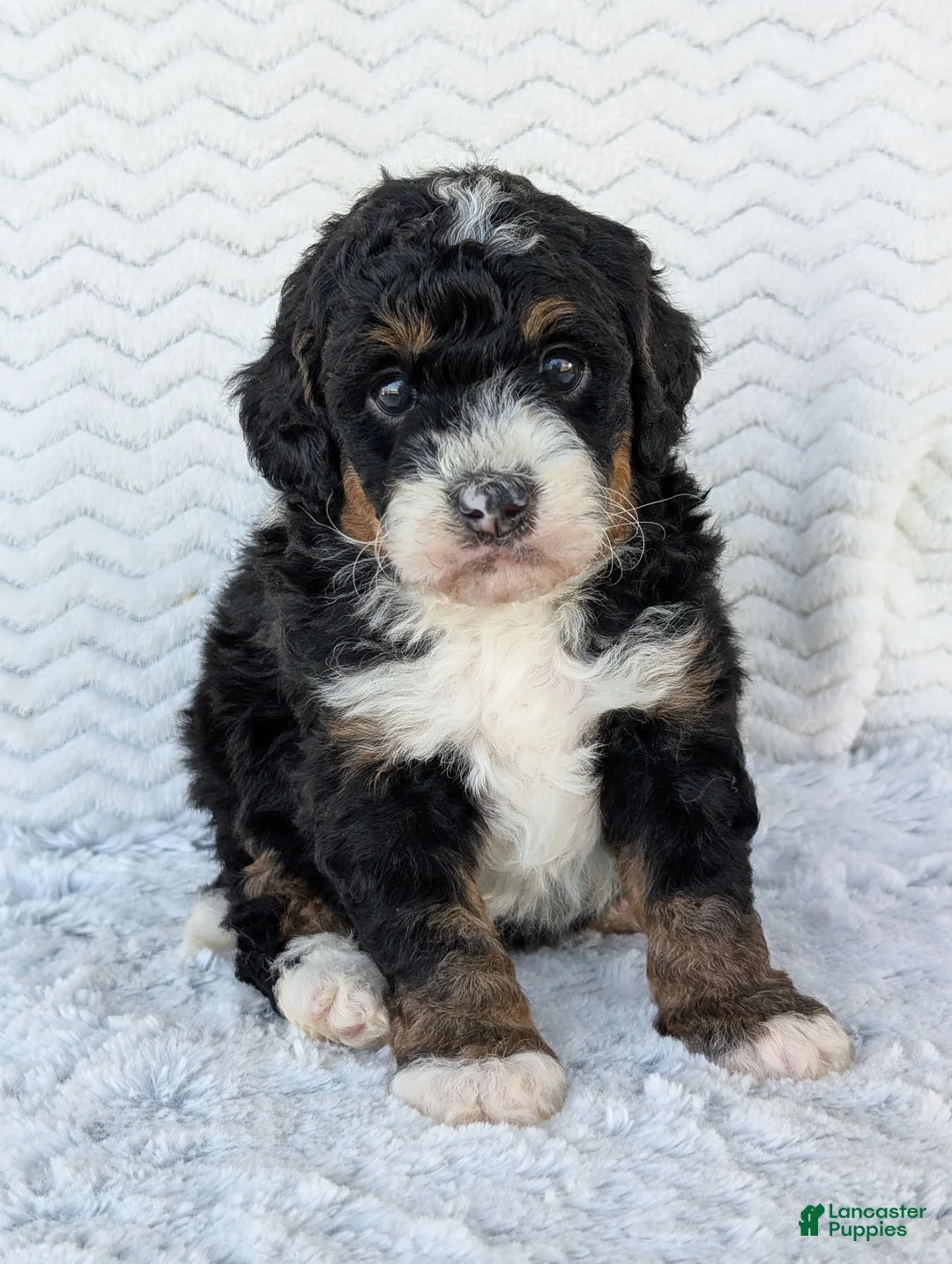 Mini Bernedoodle dogs for sale: Mini Louie  - Ad 23
