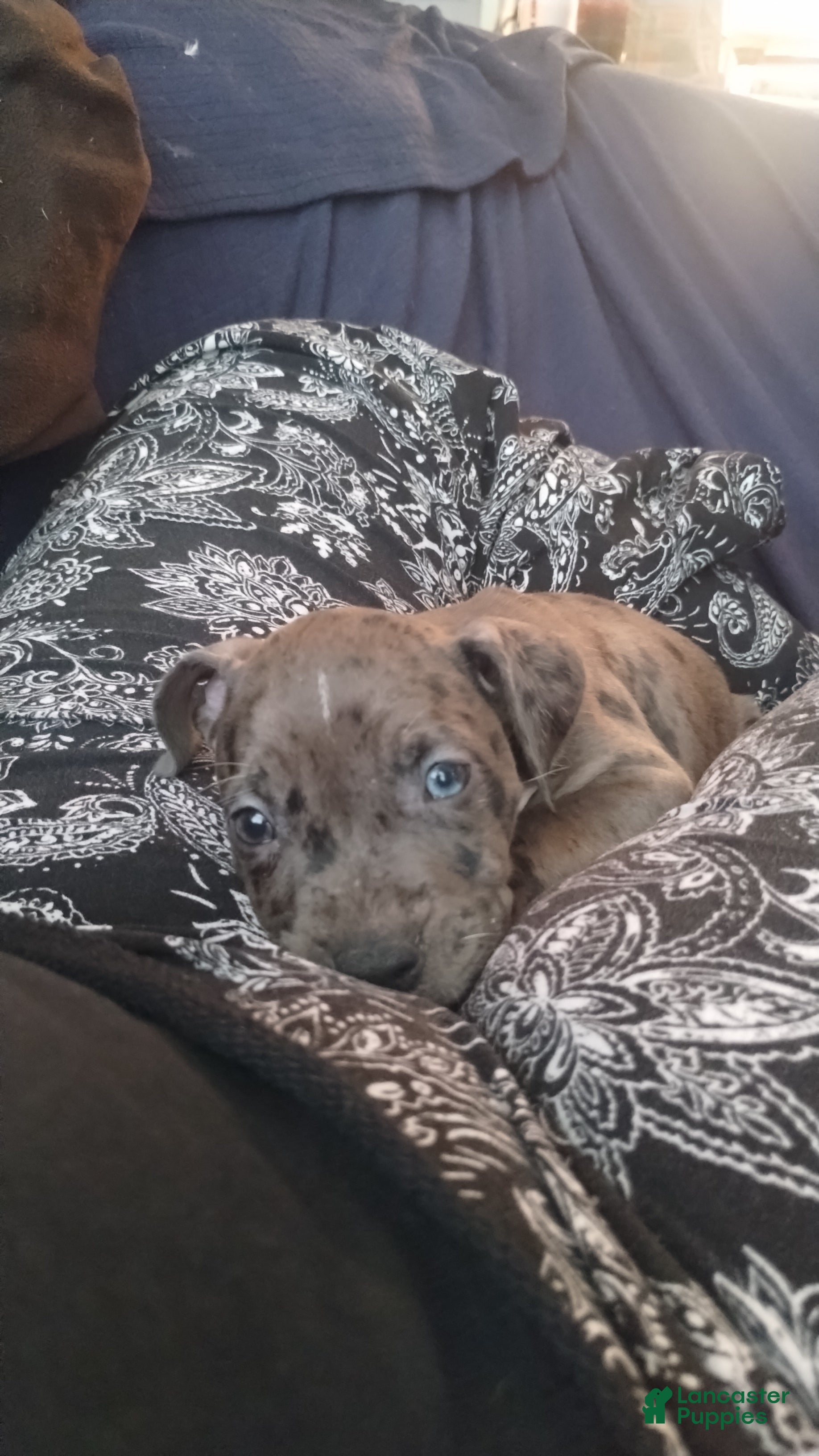 American Bully dogs Silver - Ad 10