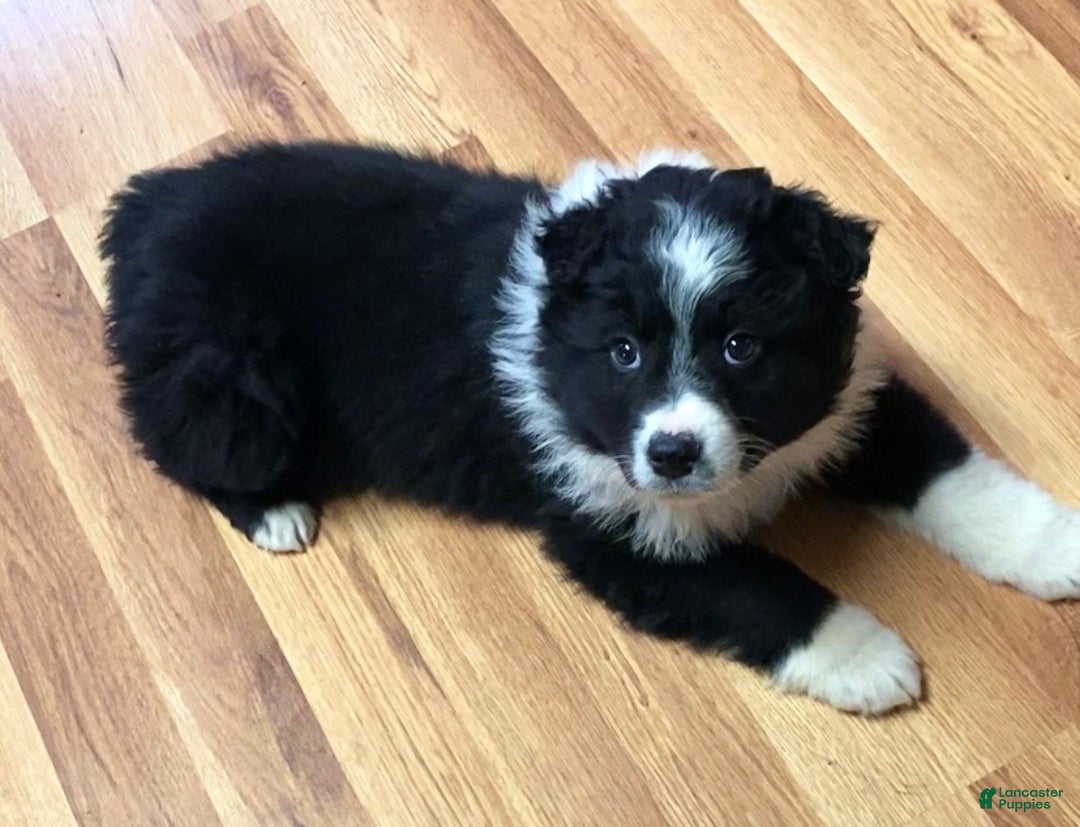 Australian Shepherd dogs for sale: Missy - Ad 2