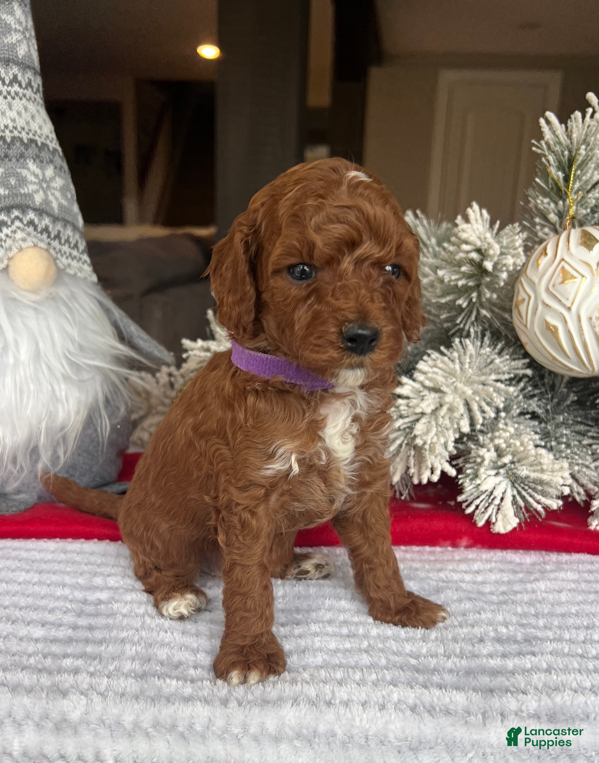 Mini Goldendoodle dogs Clair - Ad 38