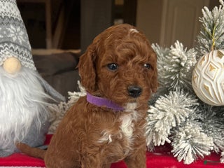 Mini Goldendoodle dogs Clair - Ad 24
