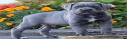 Cane Corso dogs for sale:  Mr Simba - Ad 3