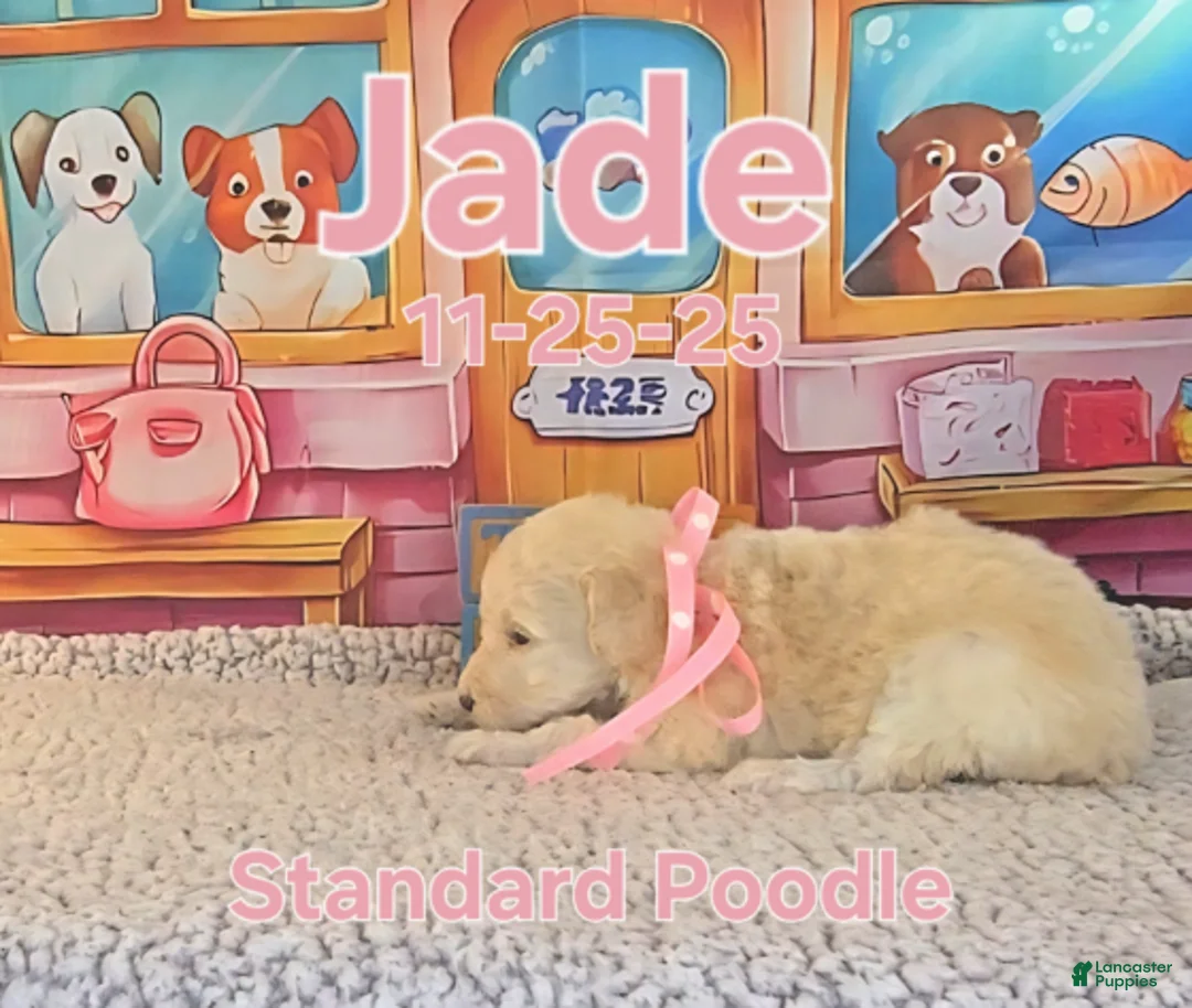 Standard Poodle dogs for sale: Jade - Ad 4