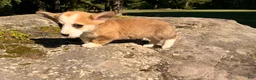 Welsh Corgi Pembroke dogs for sale: Lucy - Ad 20
