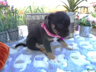 Chihuahua dogs - Ad 19