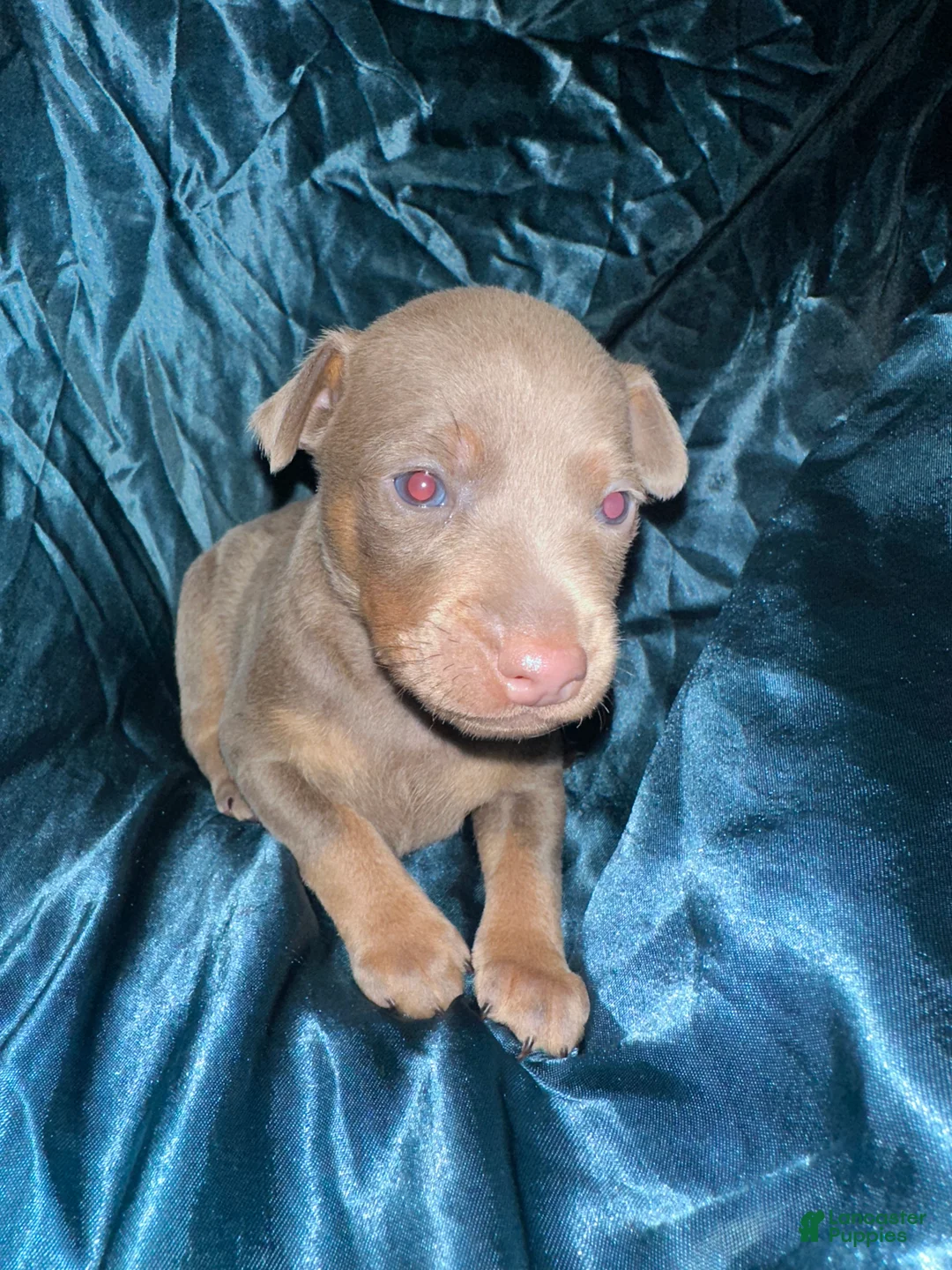 Miniature Pinscher dogs for sale: Dimitri - Ad 2