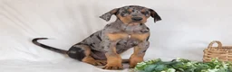 Mixed Breed dogs for sale: Warrior - Ad 3
