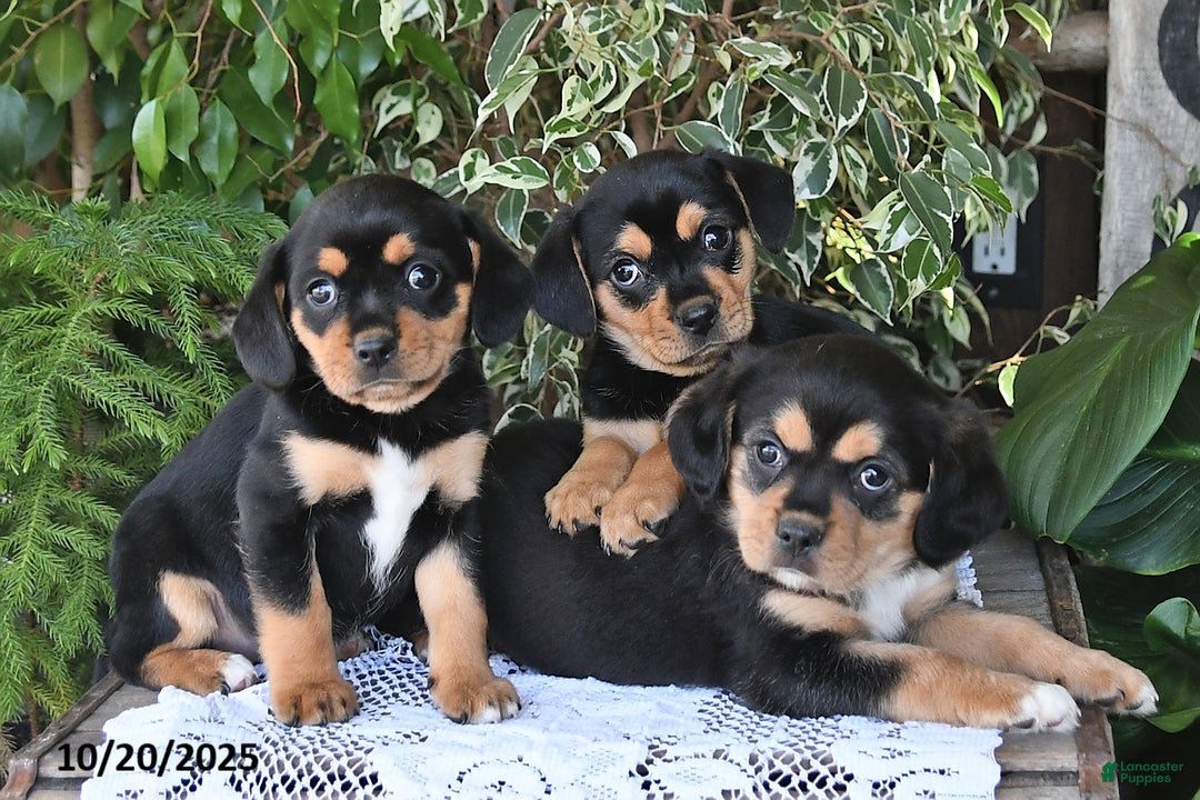 Mixed Breed dogs for sale: Rocky - Ad 3