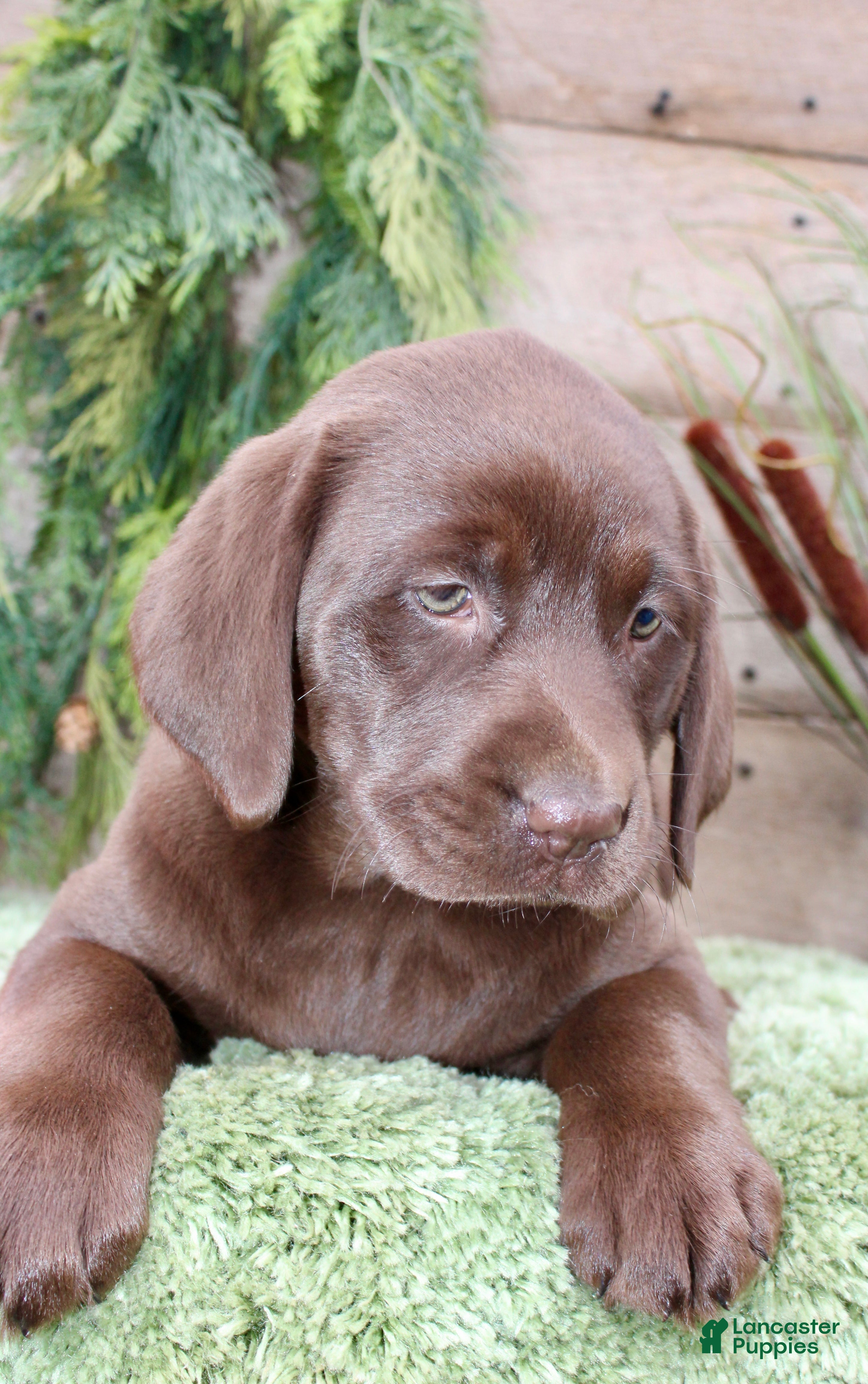 Labrador Retriever dogs Cocoa  - Ad 2