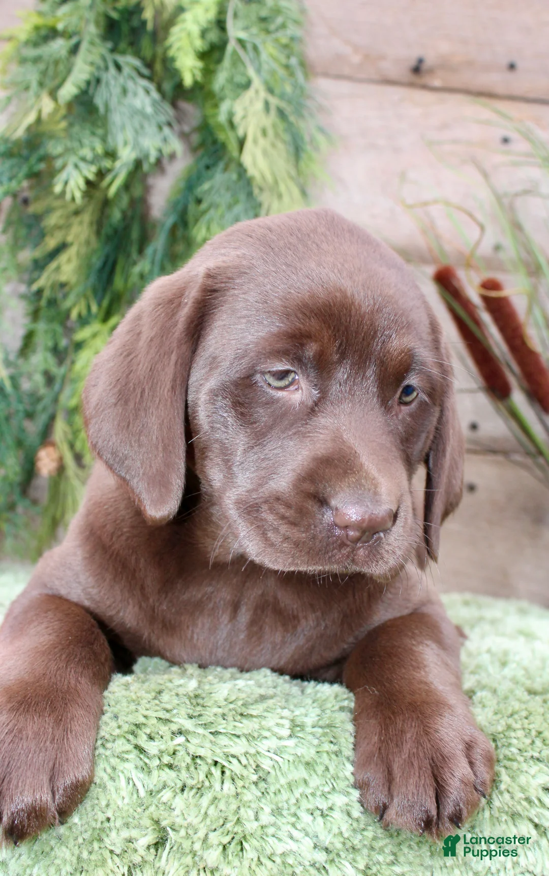 Labrador Retriever dogs for sale: Cocoa  - Ad 2