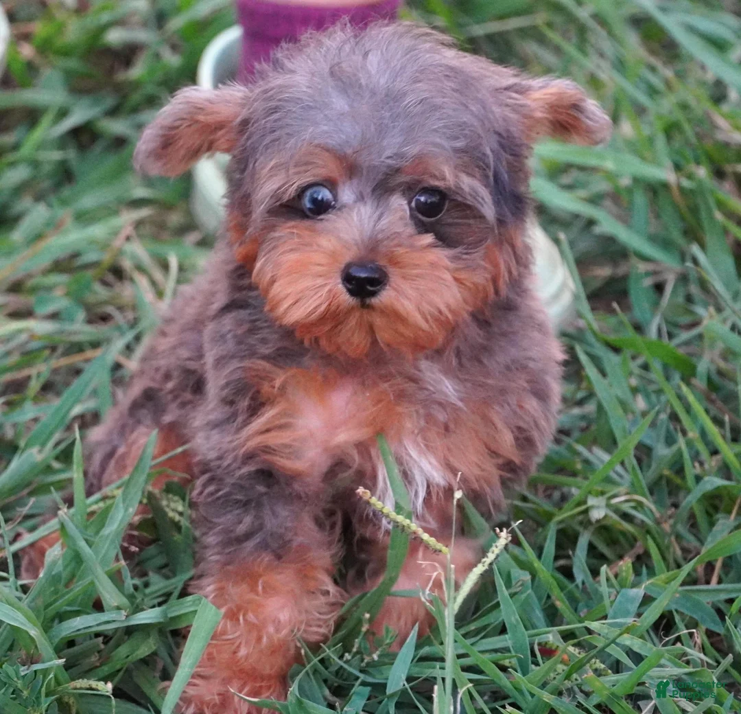 Yorkiepoo dogs for sale: Yorkiepoo 1 - Ad 2