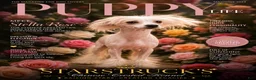 Chinese Crested dogs for sale: Swetty - Ad 2
