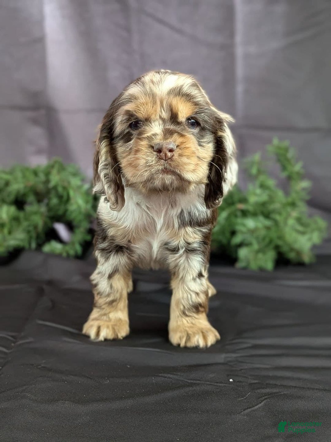 Cocker Spaniel dogs for sale: Vikki - Ad 1