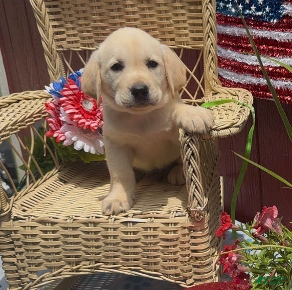 Labrador Retriever dogs for sale: Labrador Retriever Puppy 3 - Ad 2
