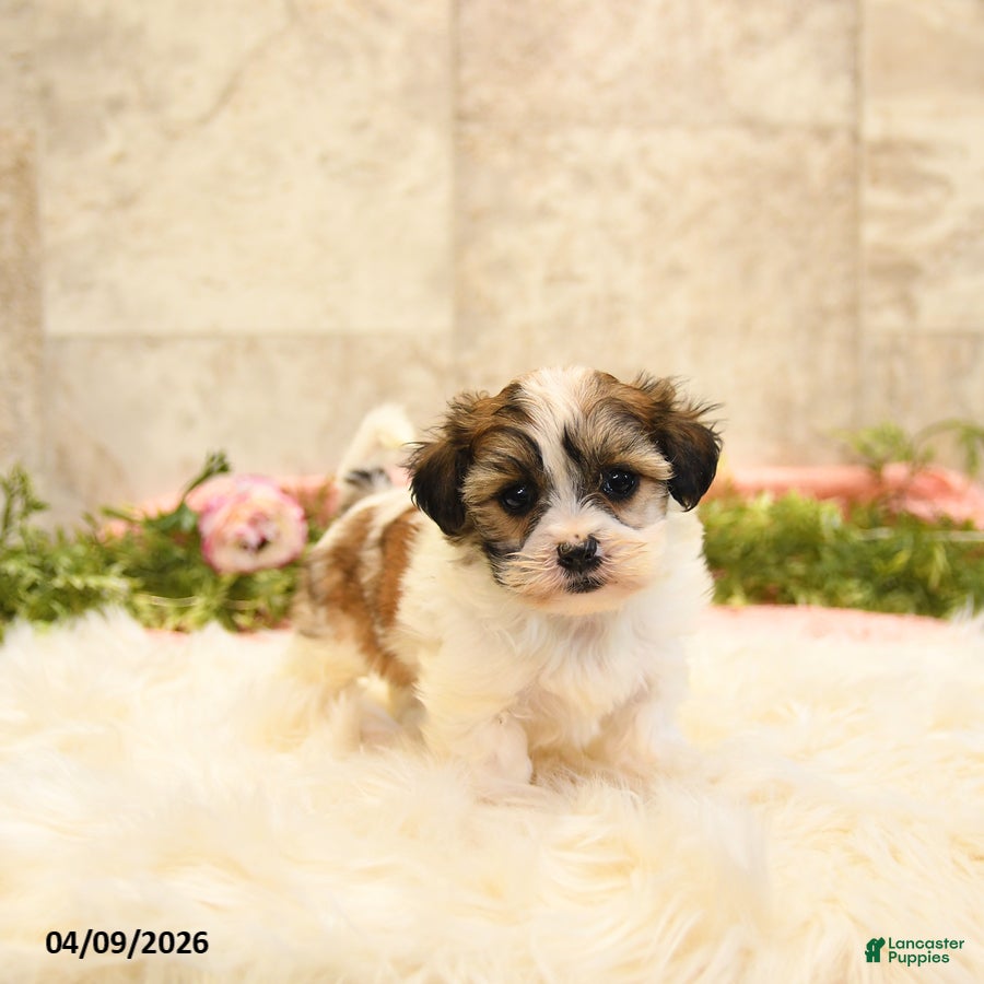 Teddy Bear dogs Thea - Ad 2