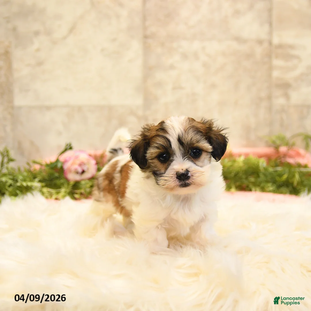 Teddy Bear dogs for sale: Thea - Ad 2