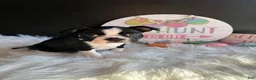 Boston Terrier dogs for sale: Boston Terrier Puppy 3 - Ad 5