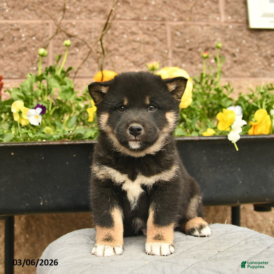 Shiba Inu dogs Indigo  - Ad 2