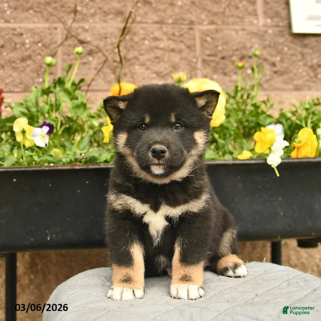 Shiba Inu dogs for sale: Indigo  - Ad 2
