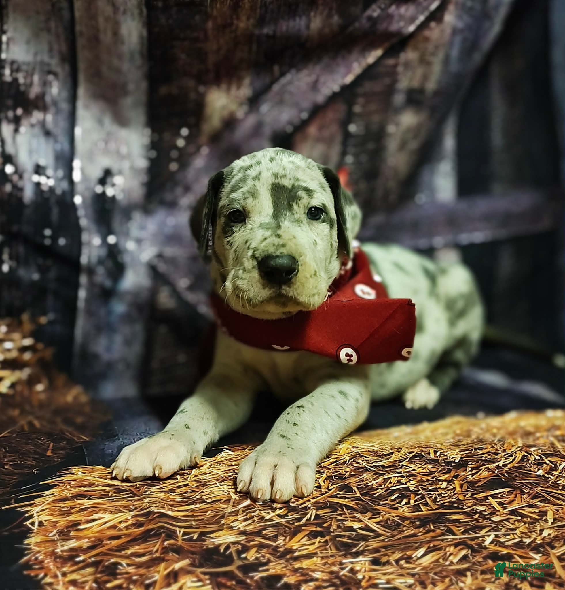 Great Dane dogs Happy - Ad 35