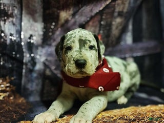 Great Dane dogs Happy - Ad 14