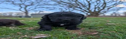 Newfoundland dogs for sale: Halo - Ad 15