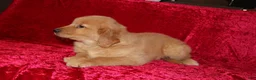 Golden Retriever dogs for sale: Golden Retriever Puppy 1 - Ad 8